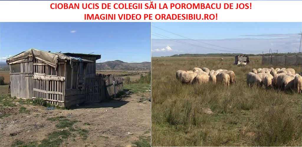 video foto crimă macabră la porumbacu. un cioban, omorât și aruncat pe câmp de alți trei colegi