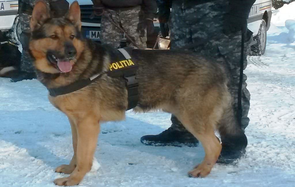 cel mai bun câine polițist din românia vine de la sibiu. povestea lui hero e impresionantă!