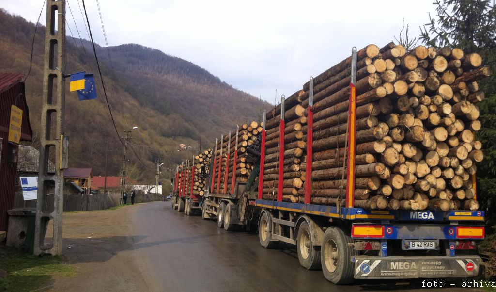 hoți de lemne prinși exact când tăiau copacii și se pregăteau să îi ducă să îi vândă