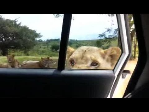 video viral: un safari se transforma intr-un cosmar cand leul deschide usa -