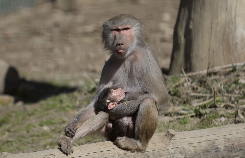 foto o maimuță a devenit mămică la zoo în sibiu. ce zici de imaginile astea?