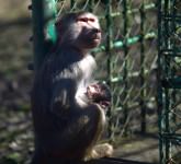 FOTO O maimuță a devenit mămică la Zoo în Sibiu. Ce zici de imaginile astea?