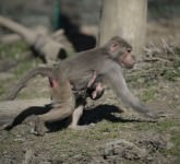 FOTO O maimuță a devenit mămică la Zoo în Sibiu. Ce zici de imaginile astea?