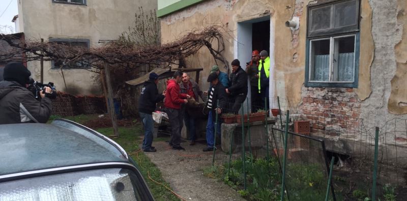 FOTO VIDEO Un pui de urs s-a plimbat ore întregi liber prin Sibiu. VEZI AICI întreaga operațiune de capturare