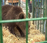 VIDEO FOTO Puiul de urs a fost mutat la Zărnești. Îngrijitorii spun că el a fost braconat și așa a ajuns în Sibiu!