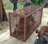 VIDEO FOTO Puiul de urs a fost mutat la Zărnești. Îngrijitorii spun că el a fost braconat și așa a ajuns în Sibiu!