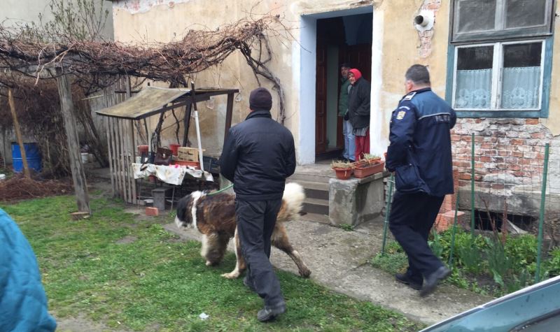 FOTO VIDEO Un pui de urs s-a plimbat ore întregi liber prin Sibiu. VEZI AICI întreaga operațiune de capturare