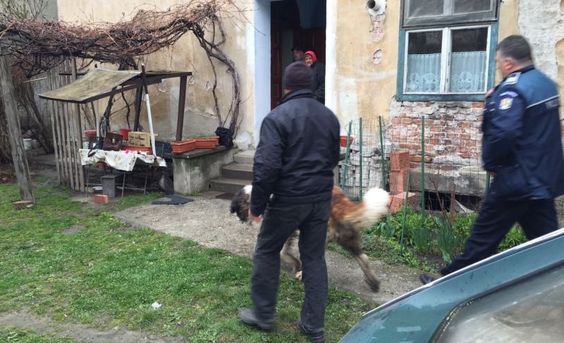 FOTO VIDEO Un pui de urs s-a plimbat ore întregi liber prin Sibiu. VEZI AICI întreaga operațiune de capturare