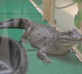 galerie foto - expozitie de reptile vii la shopping city sibiu