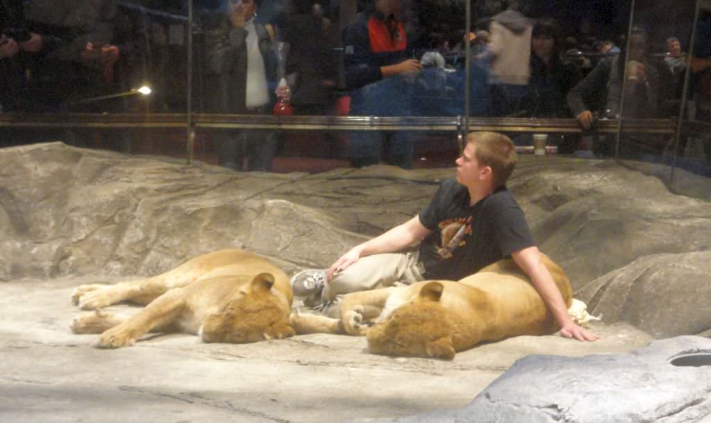 teribilism la mediaș: un băiat la un pas să fie sfâșiat de lei pentru un pariu