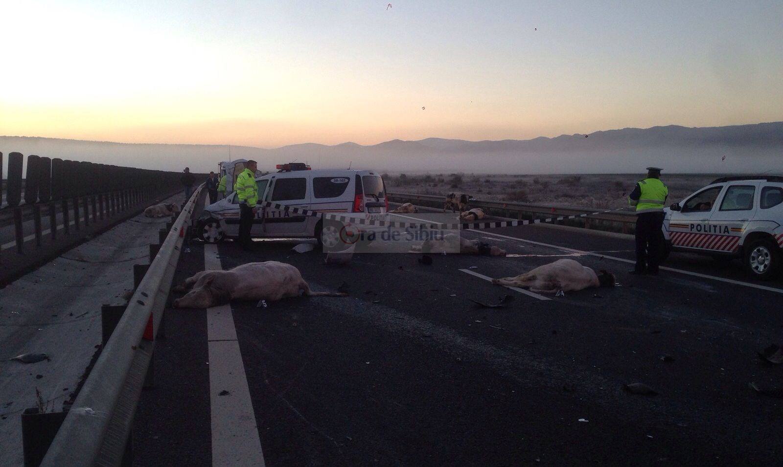 video – animale omorâte de o mașină de poliție pe autostrada sibiu – orăștie. autoritățile nu zic nimic!