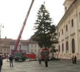 update video foto bradul de crăciun a sosit în centrul sibiului. are 19 metri înălțime!