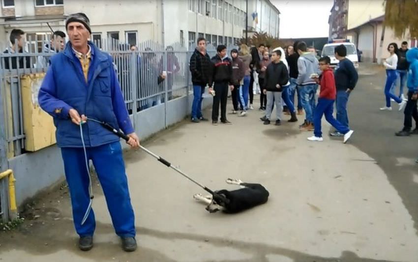 video – imagini înfiorătoare în județul sibiu. un câine a fost schingiuit sub privirile a zeci de copii!