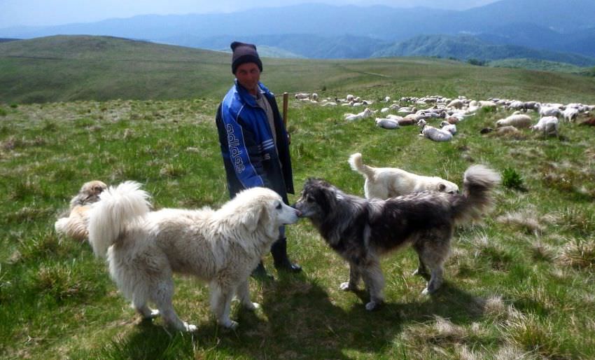 probleme pentru ciobanii sibieni - vânătorii au liber să le împuște câinii după noua lege. pășunatul a fost interzis după 6 decembrie!