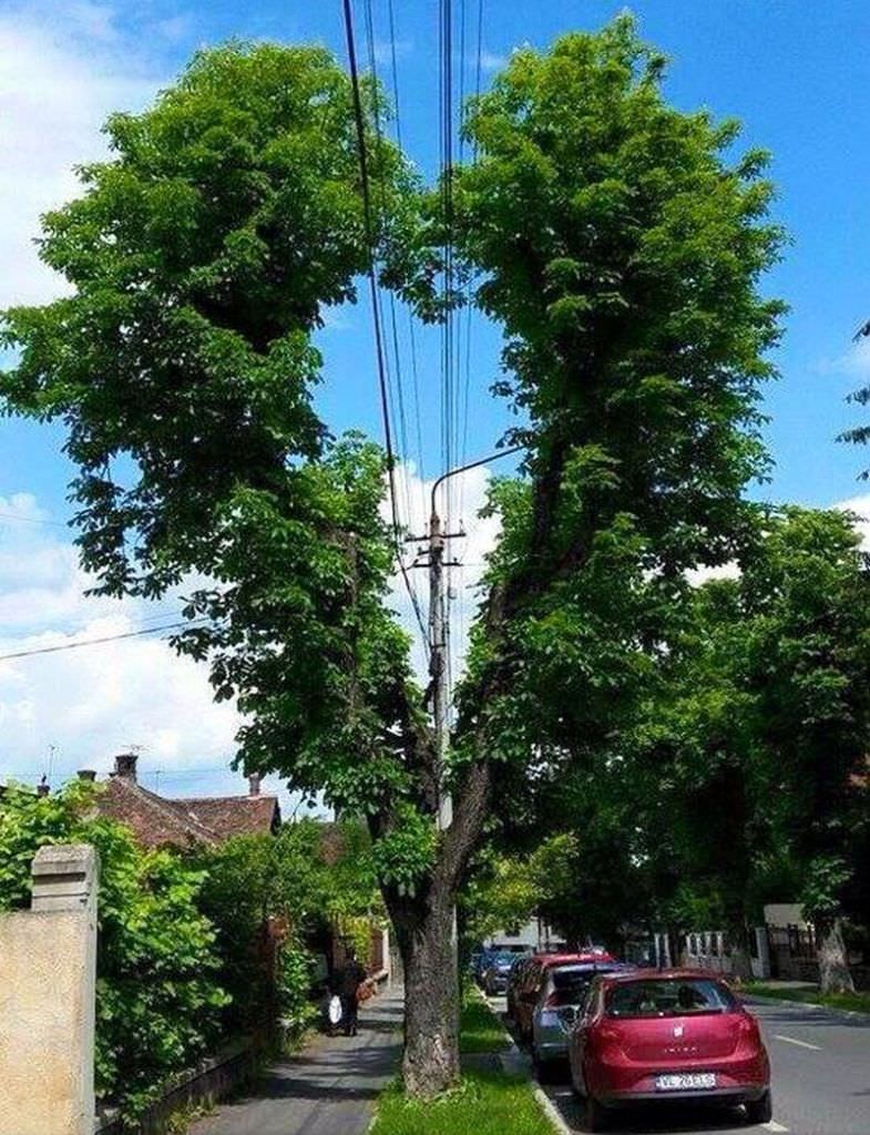 ”inima” unui copac din sibiu a ajuns virală pe internet. ce îl face deosebit!