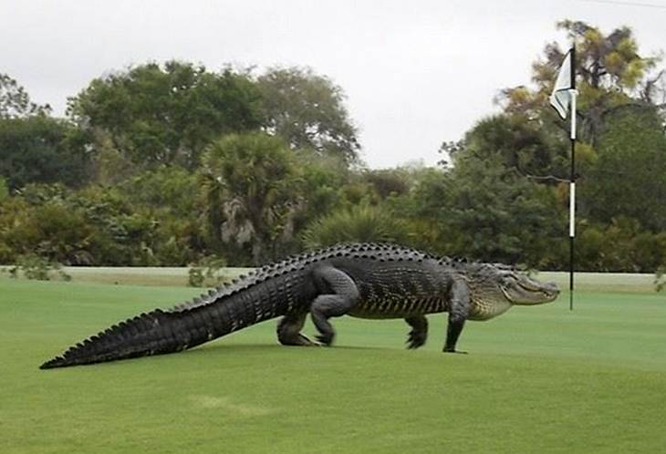 video: un crocodil gigant a întrerupt o partidă de golf în florida, statele unite
