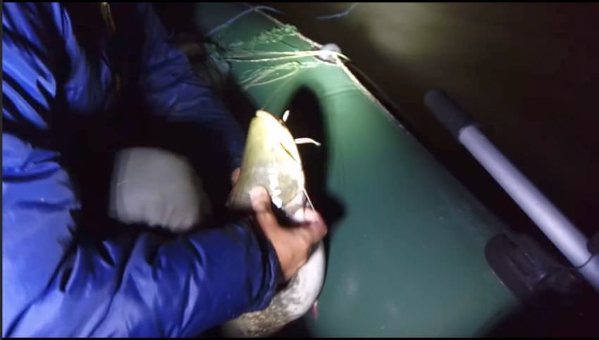video – braconaj pe râul olt. peste 100 de kilograme de pește salvate din plasele puse ilegal
