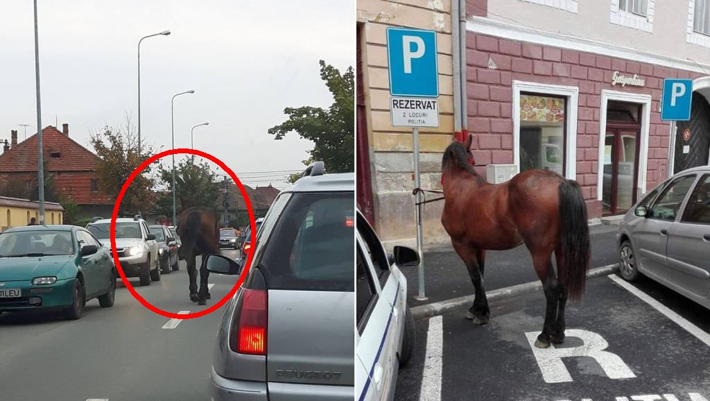 FOTO – Un cal s-a plimbat nestingherit prin Sibiu. A ajuns până în CENTRUL ISTORIC al orașului!