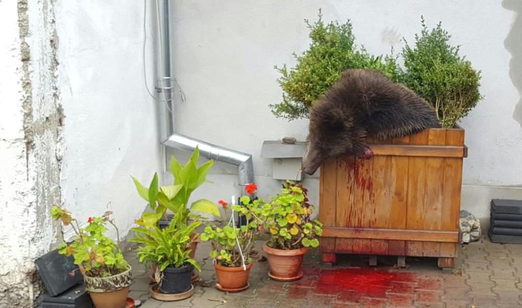 vicepremierul dîncu critică împușcarea ursului de la sibiu: ”este un fapt tragic”