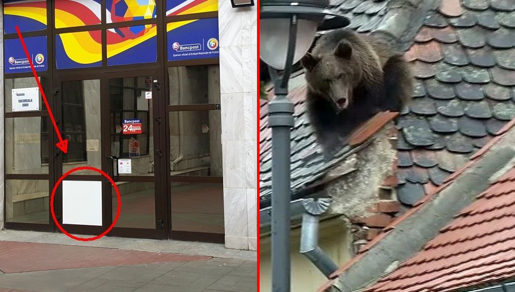 update video – imaginile cu ursul împușcat care se reprede către o femeie pe calea dumbrăvii și sparge un geam la bancpost