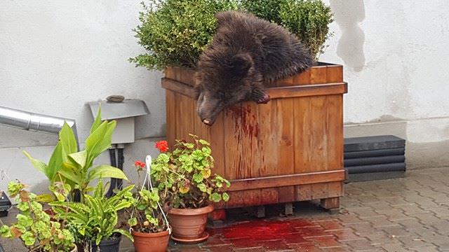 video nou: ar trebui să-și dea cineva demisia pentru împușcarea ursului? sibienii vor cere demisii în piața mare