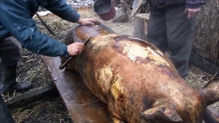 foto tradiţia de ignat în mărginimea sibiului. ce semnifică tăierea porcului pentru sibieni