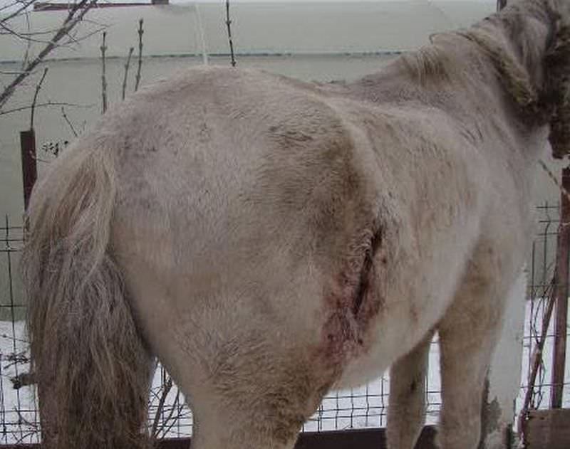 video foto - cal bătut cu bestialitate în județul sibiu. a fost înjunghiat și aproape lăsat să moară