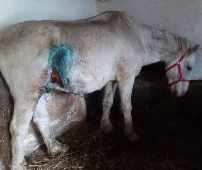 video foto - cal bătut cu bestialitate în județul sibiu. a fost înjunghiat și aproape lăsat să moară