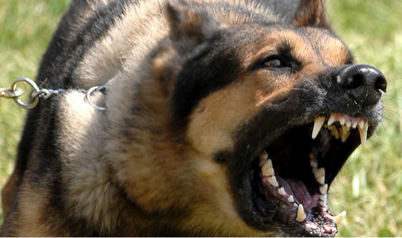 poliția locală din mediaș a instituit un set de reguli stricte pentru proprietarii de câini
