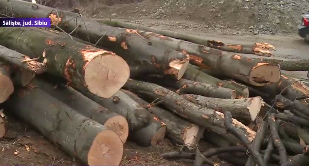 video – genocid într-o pădure de la aciliu. se taie copacii de pe dealul ce alunecă peste autostrada sibiu – orăștie