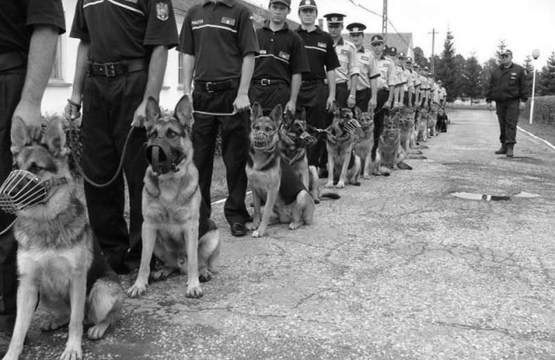 expoziție cu mașini de poliție și câini dresați de ziua poliției în fața cercului miltar din sibiu