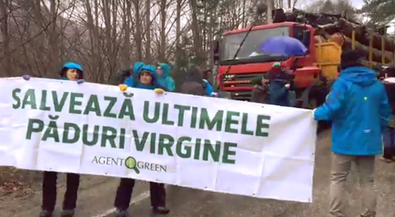 live video – camioane cu lemne blocate pe transfăgărășan de activiști, alpiniști și oameni de știință