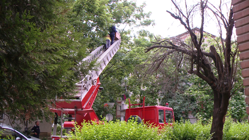 o femeie cățărată într-un copac de pe strada cetății la sibiu a pus pe jar pompierii