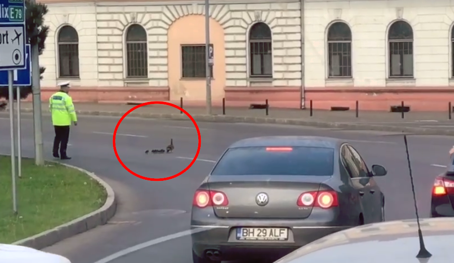 video viral – un polițist a oprit traficul ca să traverseze strada o rață și câțiva boboci