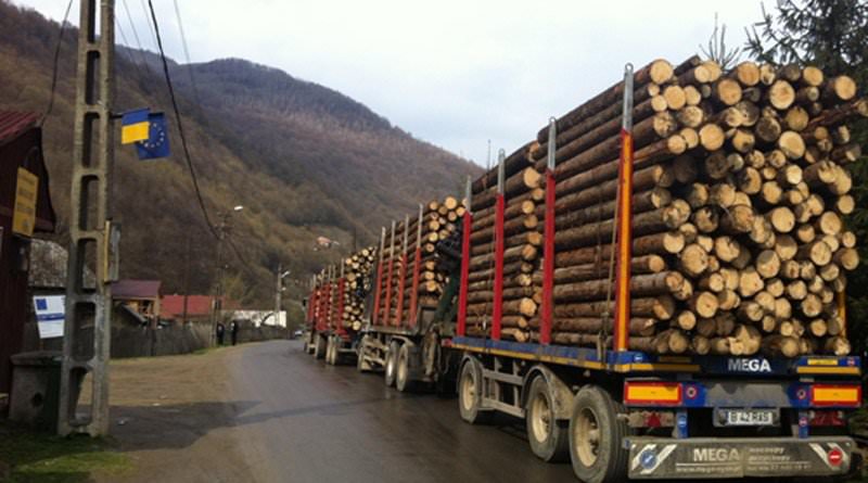 sibiul, în topul județelor în care se fură cele mai multe lemne din păduri
