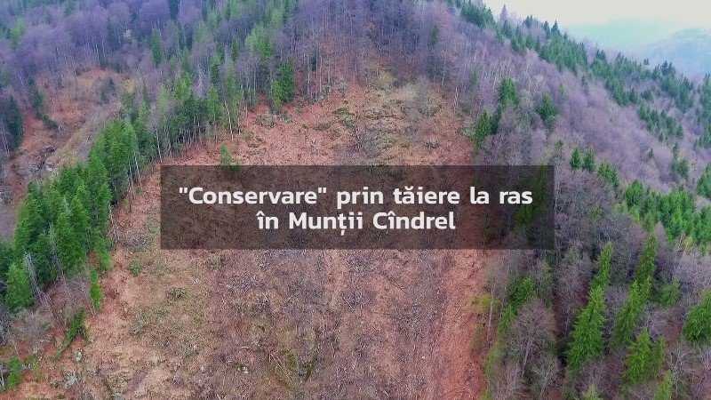 video foto – genocid forestier pe valea sadului. aproape 100 de hectare de pădure tăiate ilegal