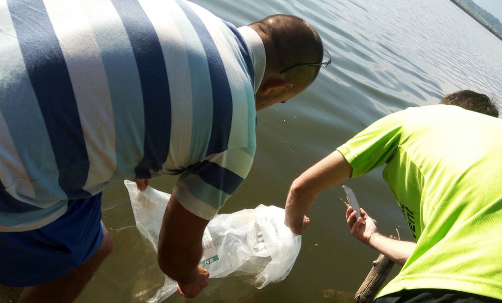 video foto – râul olt populat în județul sibiu cu peste 11.000 de pești puieți