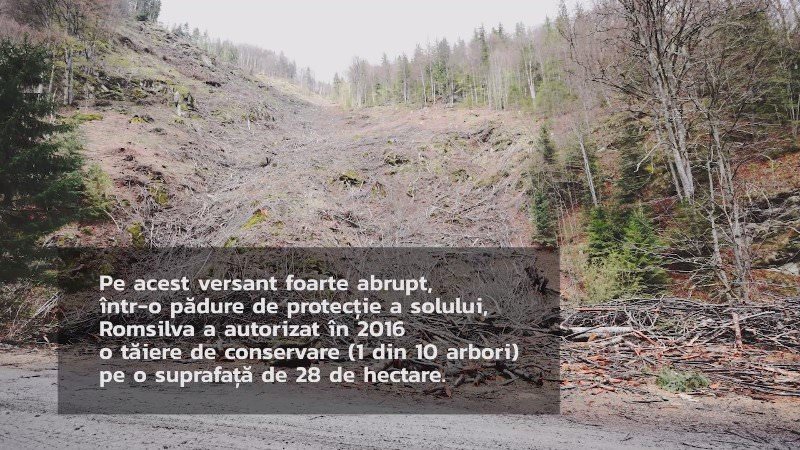 video foto – genocid forestier pe valea sadului. aproape 100 de hectare de pădure tăiate ilegal