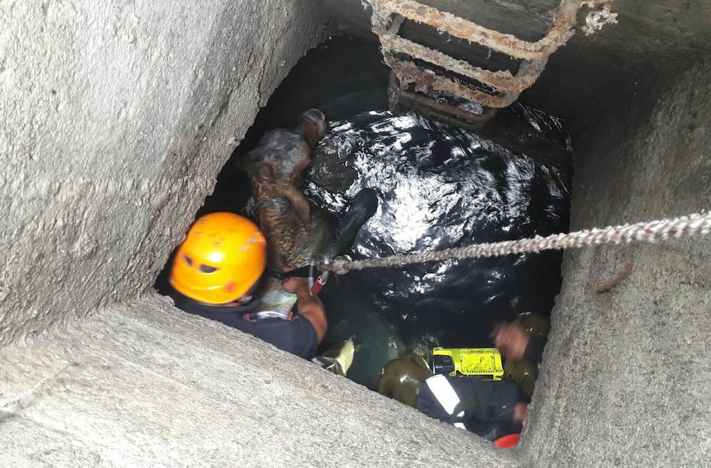 foto – vițel căzut într-un canal în broscărie. pompierii l-au scos după o oră și jumătate