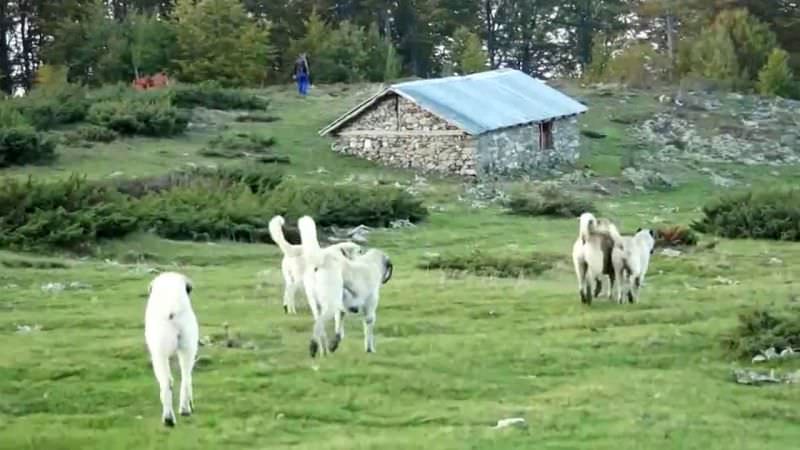 câinii ciobanilor din mărginimea sibiului, atacă turiștii. problema se dezbate în cadrul atop