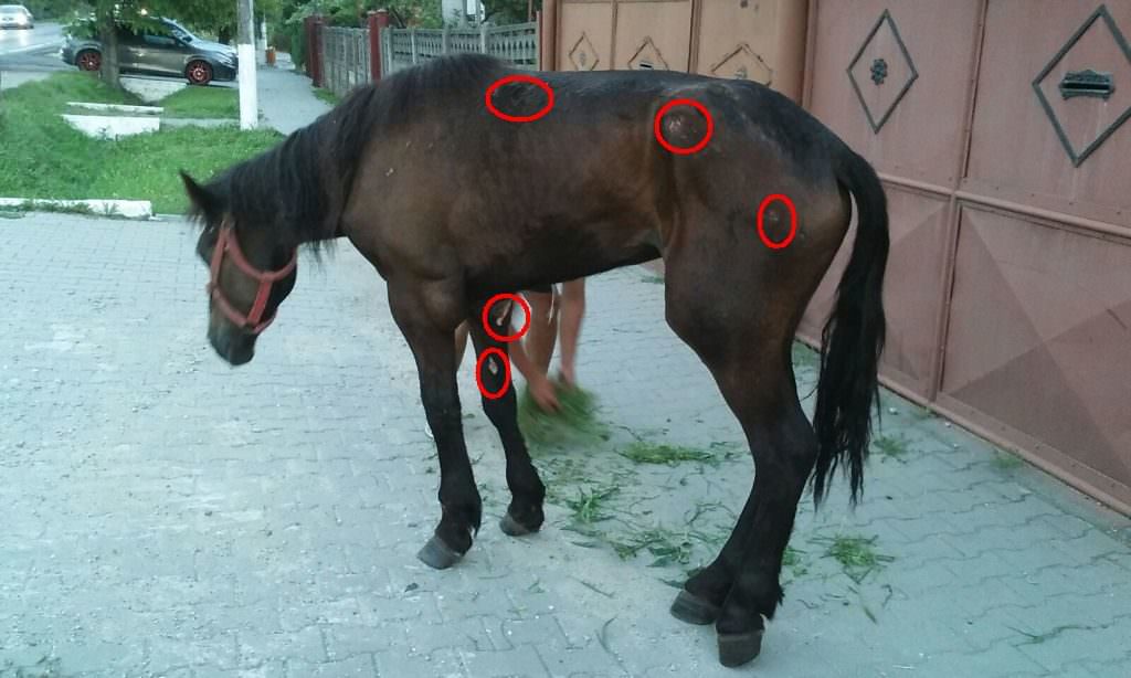 video foto – cal bătut cu cruzime și abandonat într-un șanț la tălmaciu pe dn7 (imagini cu impact emoțional)