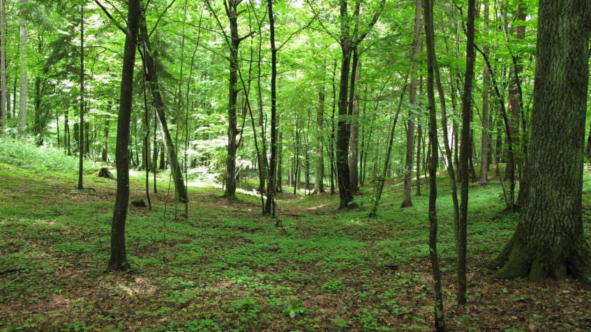 aproximativ 500.000 de euro alocați pentru pădurile șelimbărului