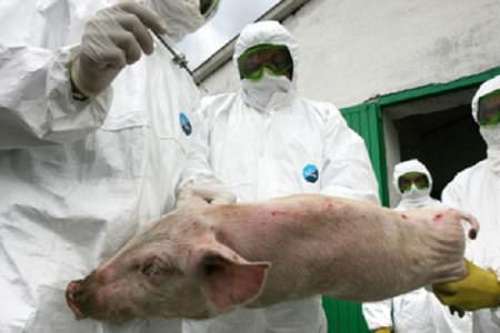 Alertă De Pestă Porcină La șelimbăr Aproape 30 De Porci Uciși