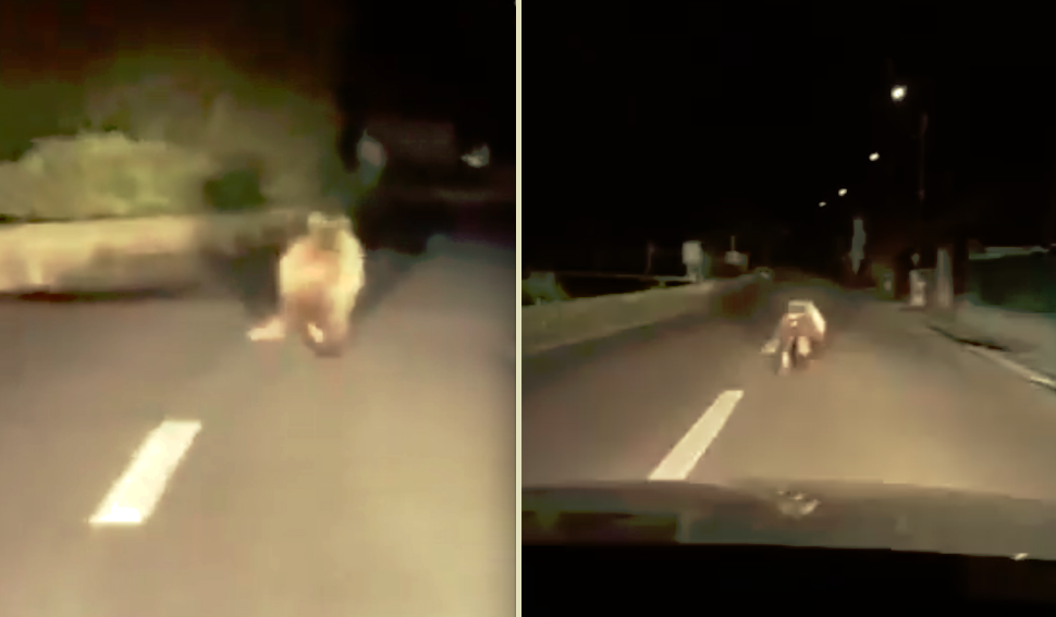 update video – foto urșii se plimbă pe străzile satelor din mărginimea sibiului. unul era prin galeș