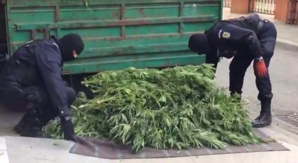video – plantație de 4.000 de metri cu cannabis descoperită în românia. două tone confiscate la percheziții