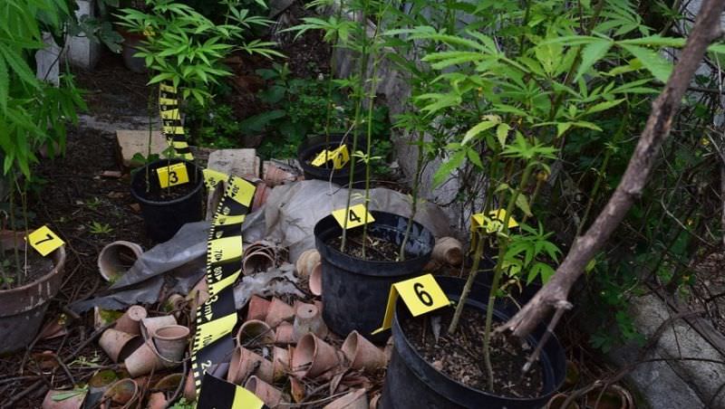 plantație de cannabis cultivată de doi polițiști. o supravegheau cu o dronă