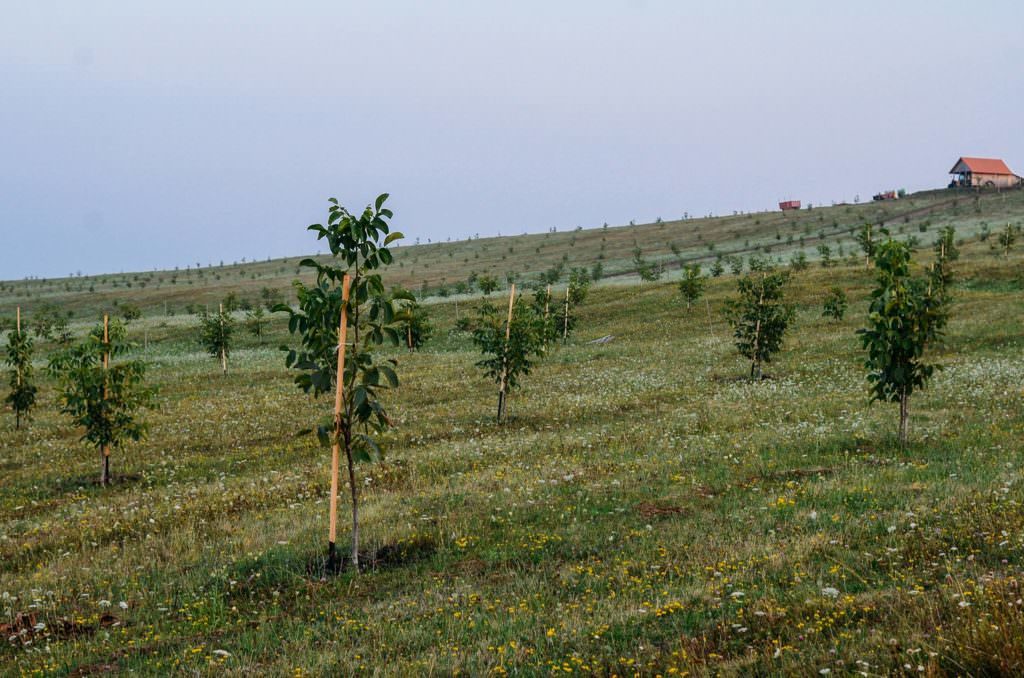 un nou tip de afacere prinde contur la sibiu - livezile cu nuci sunt adevărate mine de aur