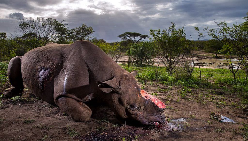 foto - poză șocantă cu un rinocer măcelărit premiată la concursul wildlife photographer of the year