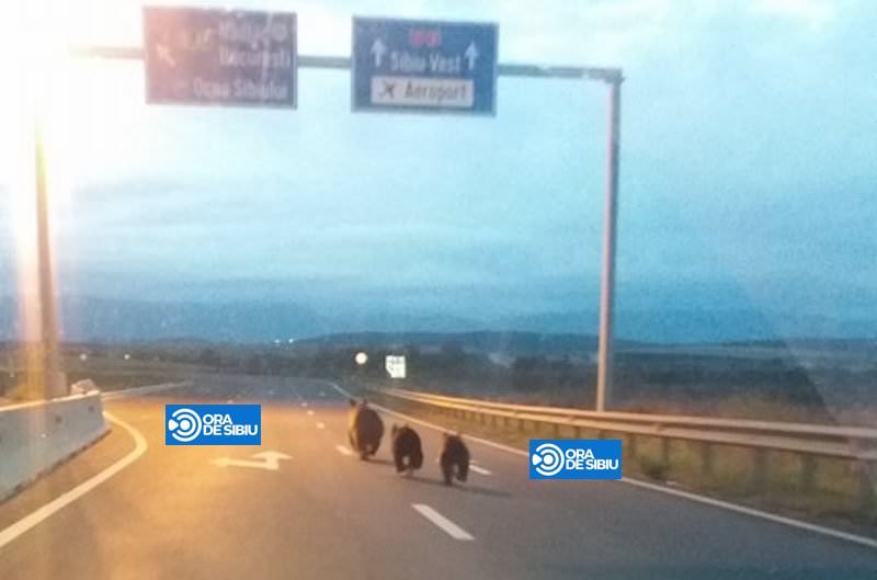 imagini incredibile – trei urși se plimbă pe autostrada a1 între sibiu și săliște