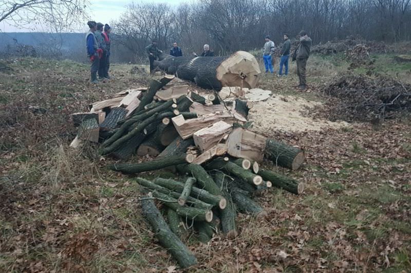 scutul pădurii- lemn de foc tăiat și transportat fără acte de proveniență